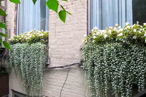 Window Boxes Planted